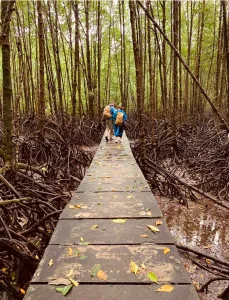 en un manglar, una experiencia única en Camboya