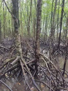 Un manglar en un viaje especial en Camboya